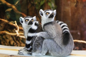 Lemurs Wallpaper