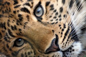 Leopard Face (1366x768) Resolution Wallpaper