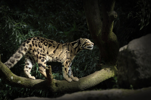 Leopard Silent Walk 5k