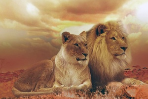 Lion and Lioness Wallpaper