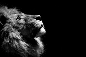 Lion Black And White