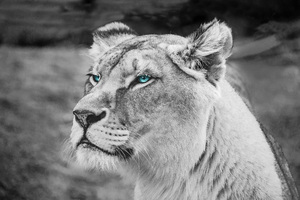 Lion Blue Eyes Monochrome 5k (2560x1600) Resolution Wallpaper