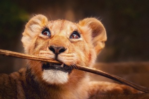 Lion Cub (320x240) Resolution Wallpaper
