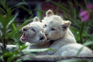 Lion Cubs Playing (1024x768) Resolution Wallpaper