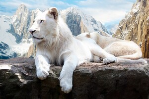 Lion In Snow 4k