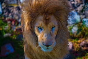 Lion Predator