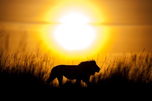 Lion Silhouette