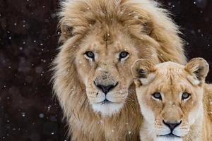 Lion With Cub (1360x768) Resolution Wallpaper