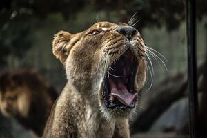 Lion With Open Mouth 5k Wallpaper