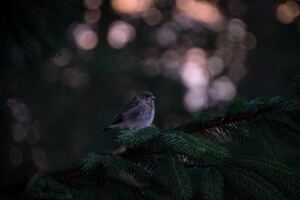Little Bird In Forest