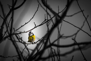 Little Yellow Bird 5k