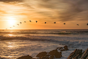 Lock Of Birds Birds Flying In Formation During Sunset (1360x768) Resolution Wallpaper