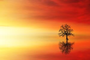 Lone Tree In Water At Dusk Wallpaper