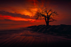 Lonely Tree (1400x1050) Resolution Wallpaper