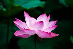 Lotus Flower 4k