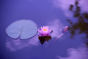 Lotus Flower 5k