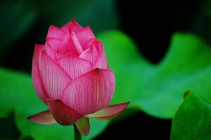 Lotus Flower Pink Wallpaper