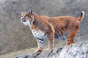 Lynx Big Cat