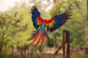 Macaw Flight Feathers Wallpaper