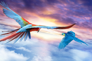 Macaw Jounrey 4k