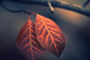 Macro Leaf Photography Wallpaper