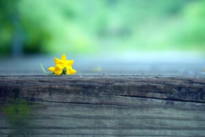 Macro Yellow Flower Blur