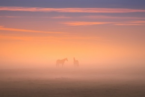 Majestic Horses In Countryside Field (3840x2160) Resolution Wallpaper