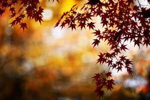 Maple Leaves (1336x768) Resolution Wallpaper
