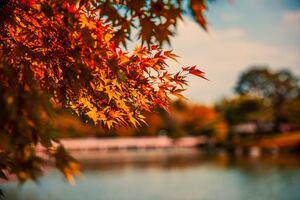 Maple Tree Autumn Lake 5k