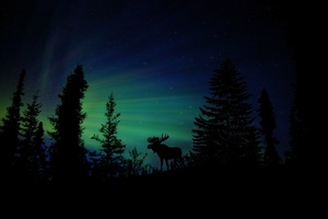 Moose Forest Animal Dawn Silhouette Aurora