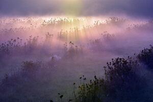Morning Fog Meadow Fields Flowers Wallpaper