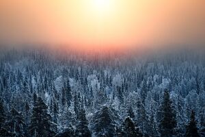 Morning Light Of Forest Treetop (1336x768) Resolution Wallpaper