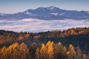 Morning Light On Mountain Pines (3840x2160) Resolution Wallpaper