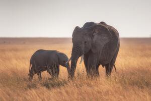 Mother Baby Elephant 4k