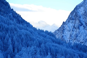 Mountains Snow Fir Forest Winter Wallpaper