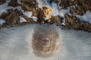 Mufasa The Lion King 2024 Movie (2560x1600) Resolution Wallpaper