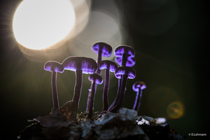 Mushrooms Purple Glowing 5k (1360x768) Resolution Wallpaper