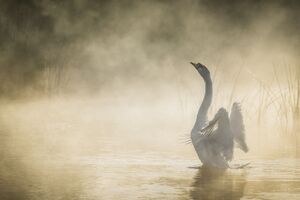 Mute Swan In Pond Wallpaper