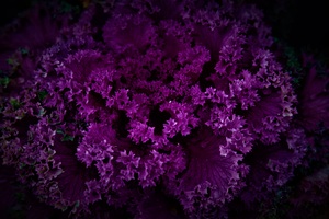 Mystical Purple Flora Amidst Dark Patterns (2560x1440) Resolution Wallpaper