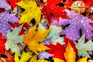 Nature Autumn Leaves Wallpaper