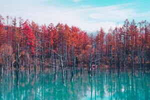 Nature Landscape Trees Forest Fall Water Pond Sky Clouds 4k (2560x1080) Resolution Wallpaper