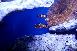 Nemo Fish In Real Underwater 5k