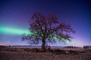 Northern Light Tree 5k