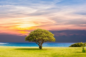 Ocean Summer Tree Landscape 5k