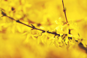 One More Spring (1400x1050) Resolution Wallpaper