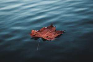 Orange Autumn Leaf Floating On Water