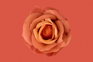 Orange Flower 8k (2048x1152) Resolution Wallpaper