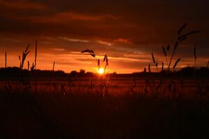 Orange Wheat Field Sunset 5k (2048x2048) Resolution Wallpaper
