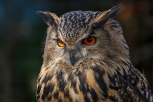 Owl 4k