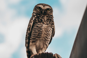Owl Bird 4k